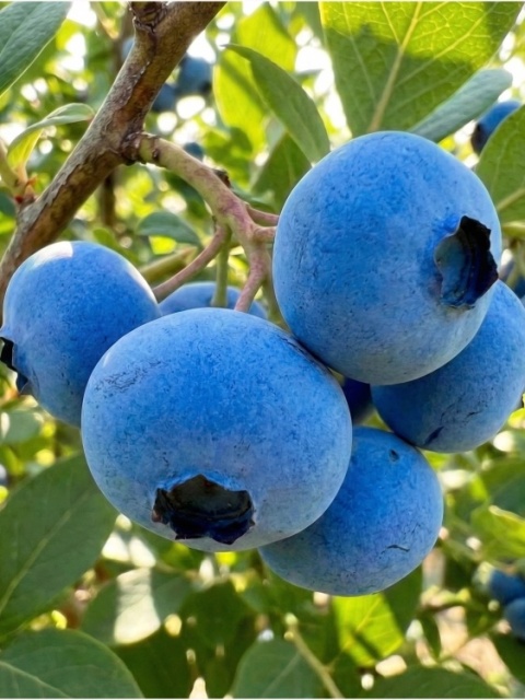 Borówka amerykańska ‘Bluecrop’ – Vaccinium corymbosum ‘Bluecrop’