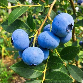Borówka amerykańska ‘Bluecrop’ – Vaccinium corymbosum ‘Bluecrop’