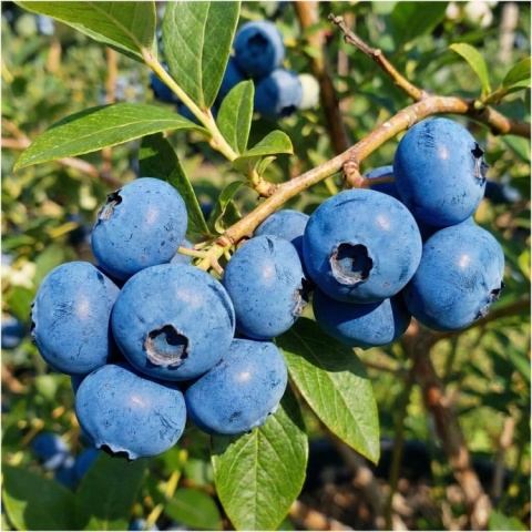Borówka amerykańska ‘Bluecrop’ – Vaccinium corymbosum ‘Bluecrop’