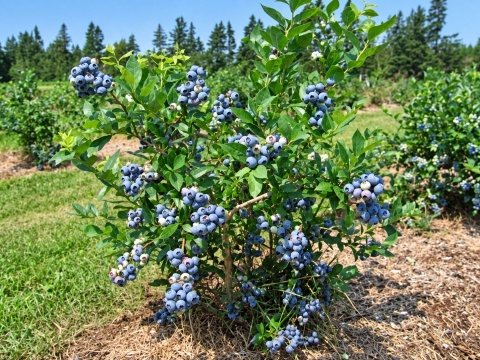 Borówka amerykańska ‘Bluecrop’ – Vaccinium corymbosum ‘Bluecrop’