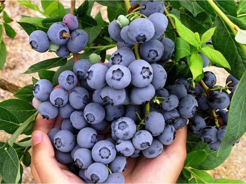 Borówka amerykańska ‘Duke’ – Vaccinium corymbosum ‘Duke’