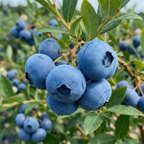 Borówka amerykańska ‘Duke’ – Vaccinium corymbosum ‘Duke’