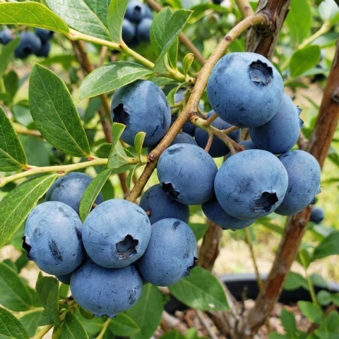 Borówka amerykańska ‘Duke’ – Vaccinium corymbosum ‘Duke’