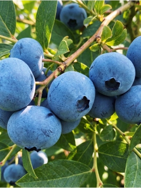 Borówka amerykańska ‘Duke’ – Vaccinium corymbosum ‘Duke’