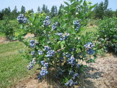 Borówka amerykańska ‘Patriot’ – Vaccinium corymbosum ‘Patriot'