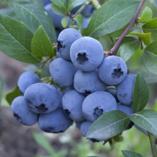 Borówka amerykańska ‘Patriot’ – Vaccinium corymbosum ‘Patriot'