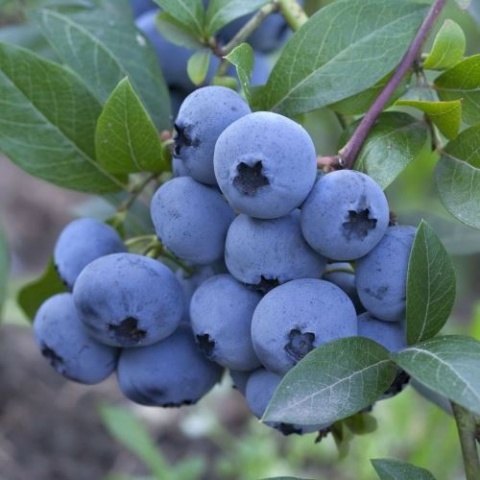 Borówka amerykańska ‘Patriot’ – Vaccinium corymbosum ‘Patriot'