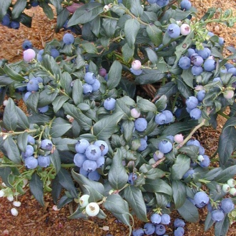 Borówka amerykańska ‘Patriot’ – Vaccinium corymbosum ‘Patriot'