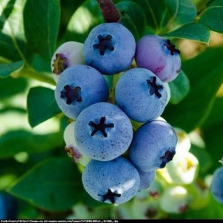 Borówka amerykańska ‘Elliott’ – Vaccinium corymbosum ‘Elliott'