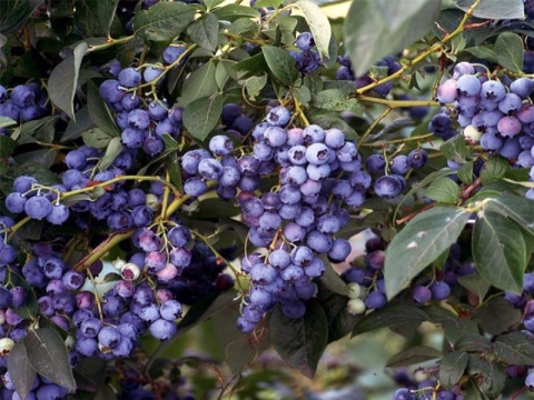Borówka amerykańska ‘Elliott’ – Vaccinium corymbosum ‘Elliott'