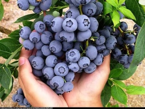 Borówka amerykańska ‘Elliott’ – Vaccinium corymbosum ‘Elliott'