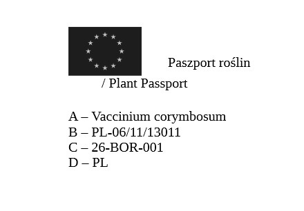 Borówka amerykańska ‘Duke’ – Vaccinium corymbosum ‘Duke’