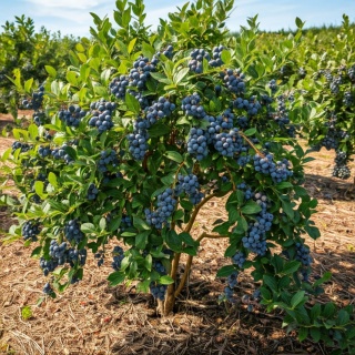 Borówka amerykańska ‘Chandler’ – Vaccinium corymbosum ‘Chandler'