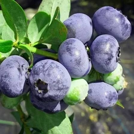 Borówka amerykańska ‘Chandler’ – Vaccinium corymbosum ‘Chandler'