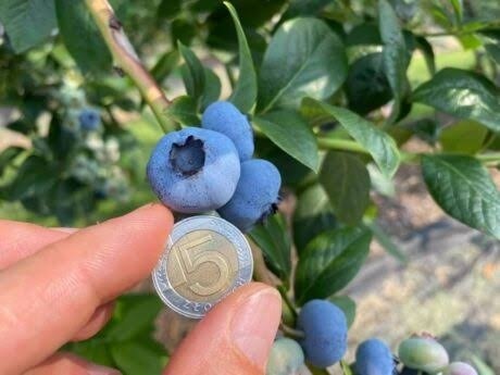 Borówka amerykańska ‘Chandler’ – Vaccinium corymbosum ‘Chandler'