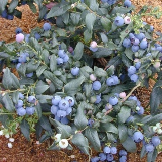 Borówka amerykańska ‘Nelson’ – Vaccinium corymbosum ‘Nelson'