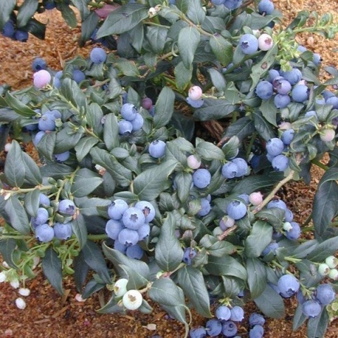 Borówka amerykańska ‘Nelson’ – Vaccinium corymbosum ‘Nelson'
