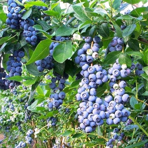 Borówka amerykańska ‘Nelson’ – Vaccinium corymbosum ‘Nelson'