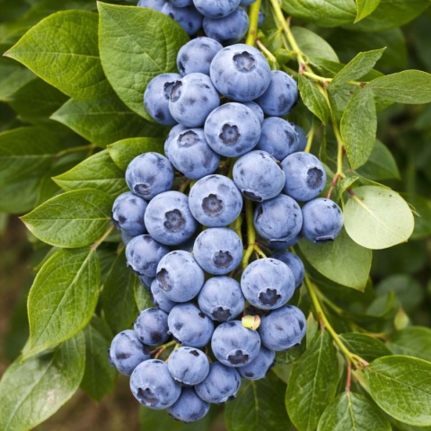 Borówka amerykańska ‘Nelson’ – Vaccinium corymbosum ‘Nelson'