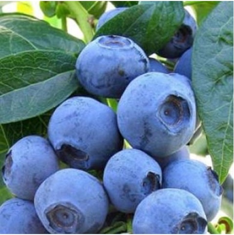 Borówka amerykańska ‘Nelson’ – Vaccinium corymbosum ‘Nelson'