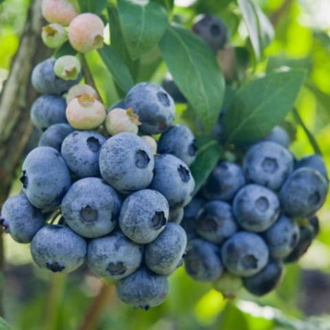 Borówka amerykańska ‘Darrow’ – Vaccinium corymbosum ‘Darrow'