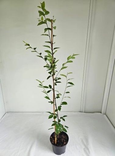 Grab pospolity (Carpinus betulus) – gęsty i trwały żywopłot liściasty