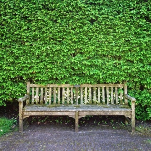 Grab pospolity (Carpinus betulus) – gęsty i trwały żywopłot liściasty