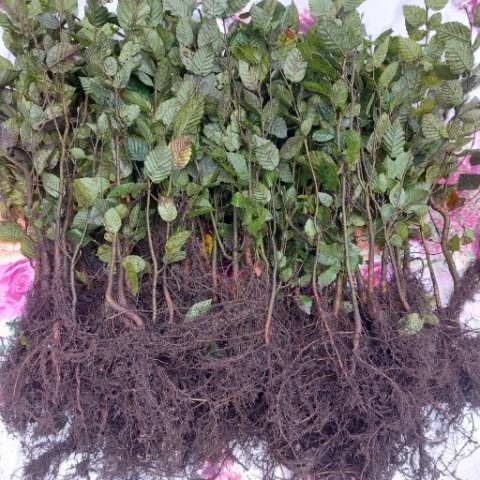 Grab pospolity (Carpinus betulus) – gęsty i trwały żywopłot liściasty