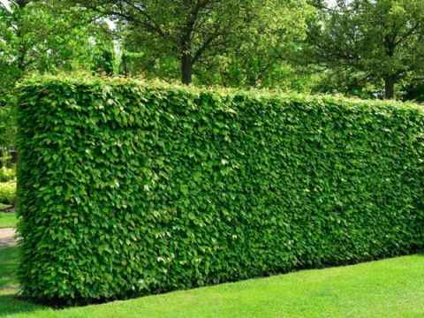 Grab pospolity Carpinus betulus gęsty i trwały żywopłot liściasty ZESTAW 8 sztuk