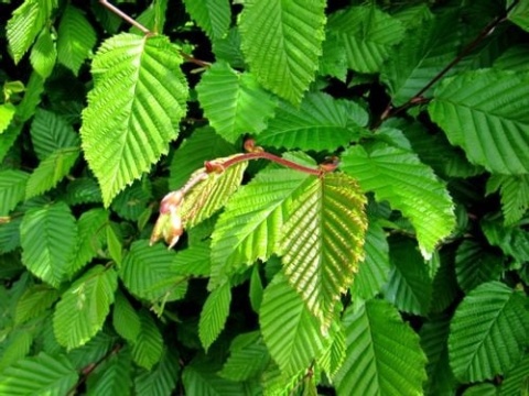 Grab pospolity (Carpinus betulus) – gęsty i trwały żywopłot liściasty