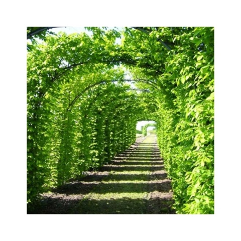 Grab pospolity (Carpinus betulus) – gęsty i trwały żywopłot liściasty