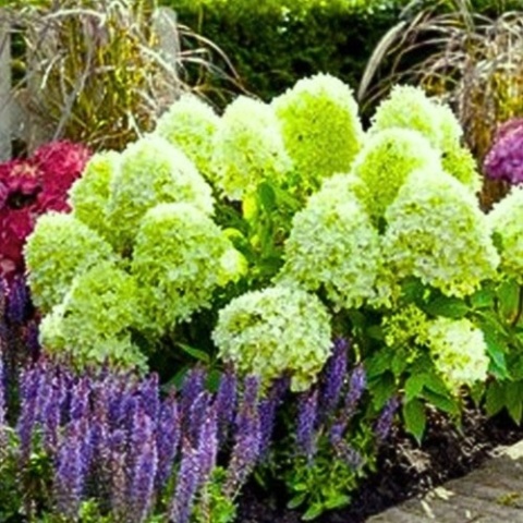 Hortensja Bukietowa Hydrangea paniculata Limelight