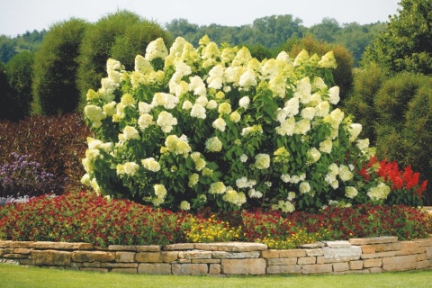 Hortensja Bukietowa Hydrangea paniculata Limelight