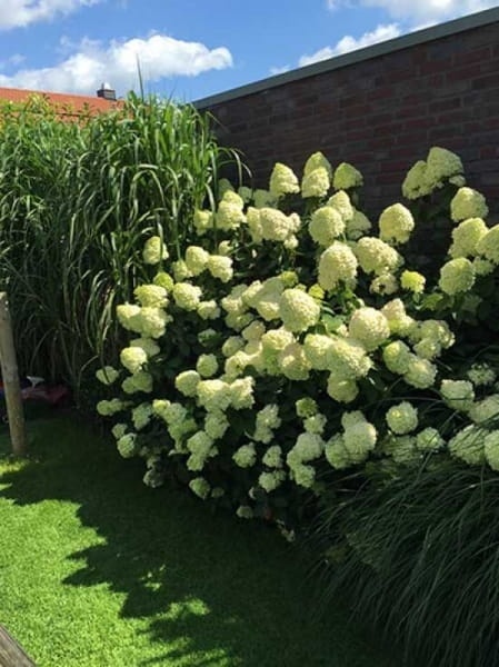 Hortensja Bukietowa Hydrangea paniculata Limelight