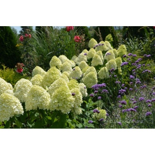 Hortensja Bukietowa Hydrangea paniculata Limelight