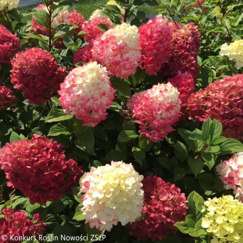 Hortensja Bukietowa Hydrangea paniculata Little Lime