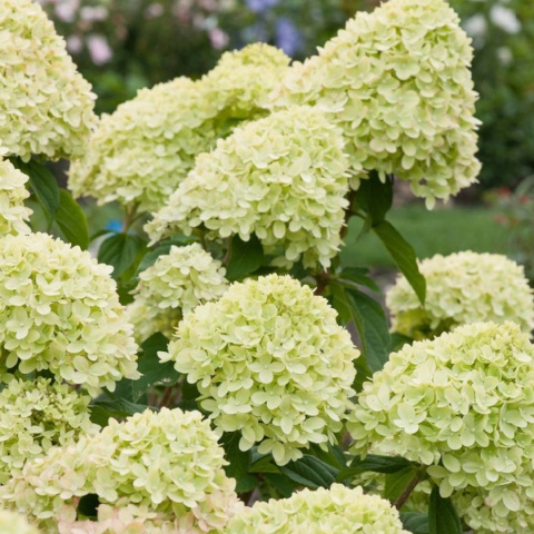 Hortensja Bukietowa Hydrangea paniculata Little Lime