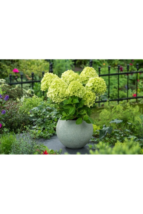 Hortensja Bukietowa Hydrangea paniculata Little Lime