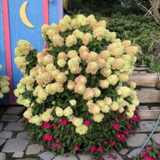Hortensja Bukietowa Hydrangea paniculata Little Lime