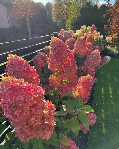 Hortensja Bukietowa Hydrangea paniculata Phantom