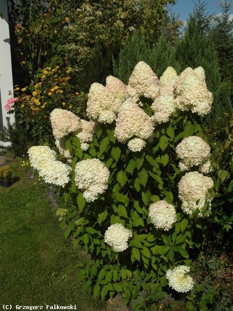 Hortensja Bukietowa Hydrangea paniculata Phantom