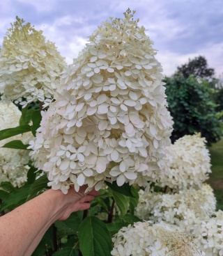 Hortensja Bukietowa Hydrangea paniculata Phantom