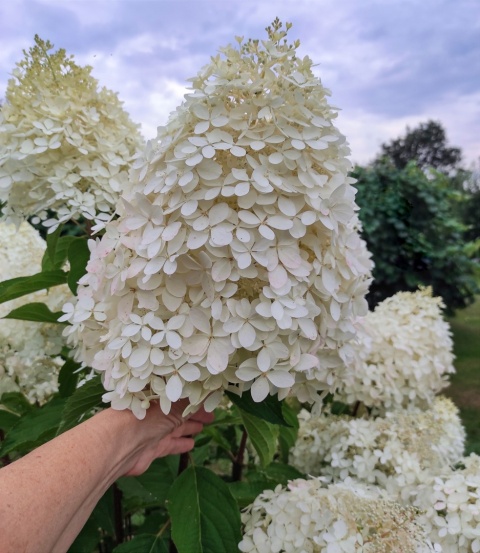 Hortensja Bukietowa Hydrangea paniculata Phantom