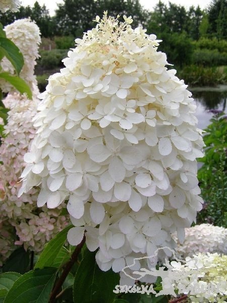 Hortensja Bukietowa Hydrangea paniculata Phantom