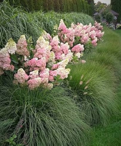 Hortensja Bukietowa Hydrangea paniculata Fraise Melba
