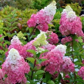 Hortensja Bukietowa Hydrangea paniculata Fraise Melba