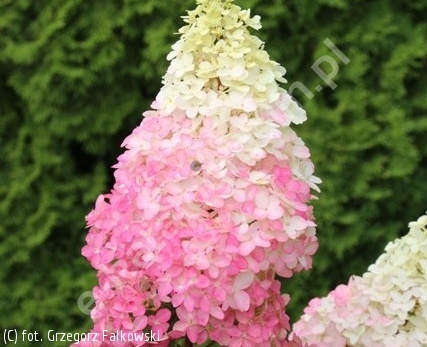 Hortensja Bukietowa Hydrangea paniculata Fraise Melba