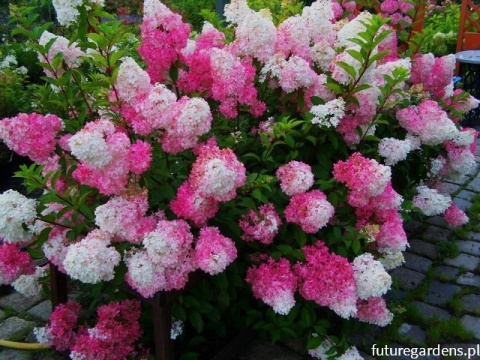Hortensja Bukietowa Hydrangea paniculata Fraise Melba