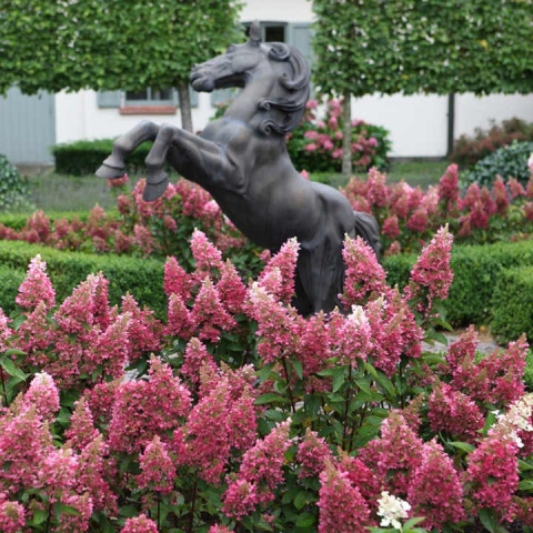 Hortensja Bukietowa Hydrangea paniculata Pinky Winky
