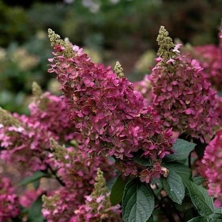 Hortensja Bukietowa Hydrangea paniculata Pinky Winky